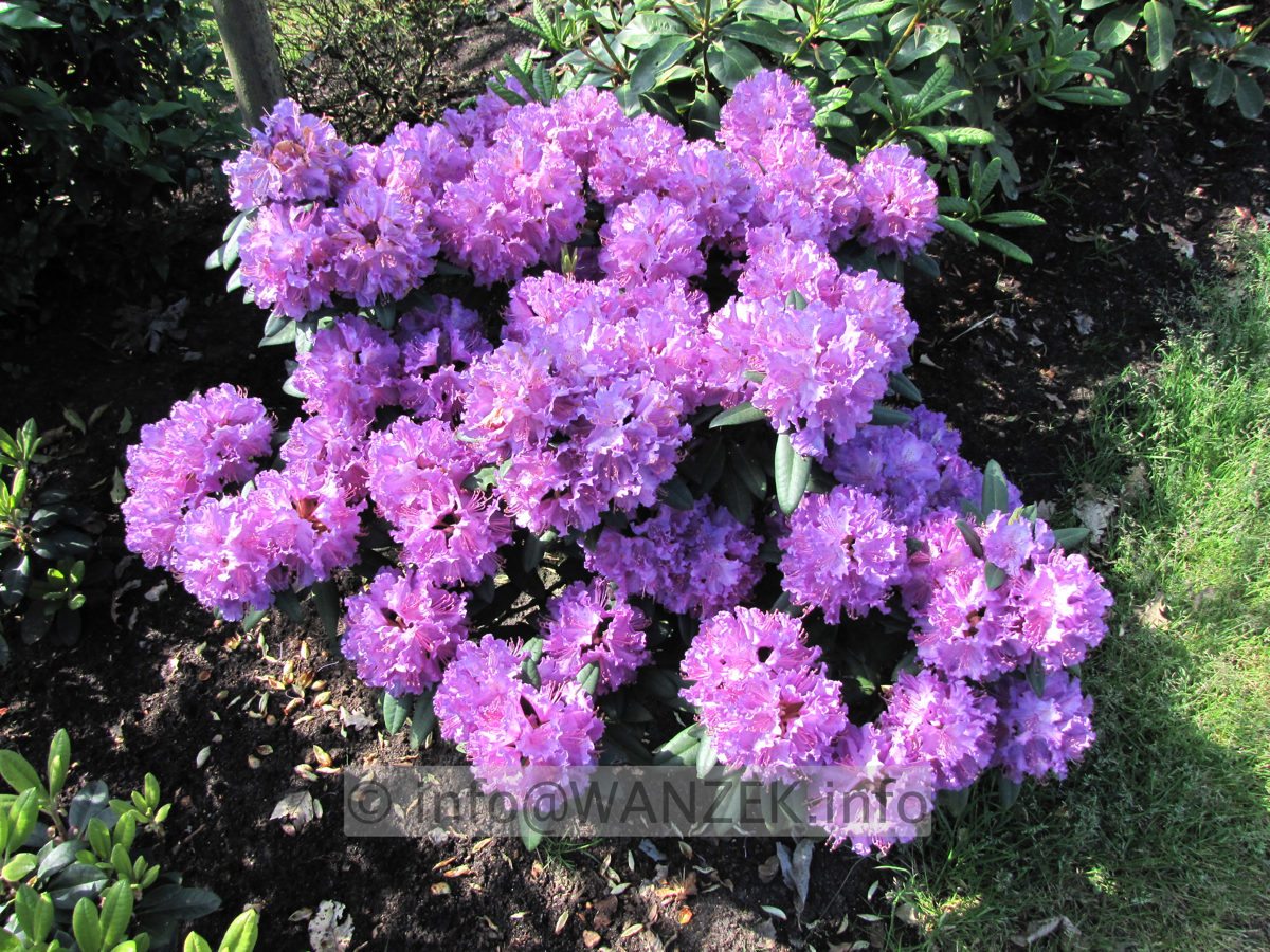 Rhododendron Alfred 1,2m.JPG